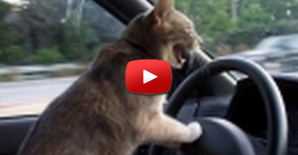 Gato ao Volante